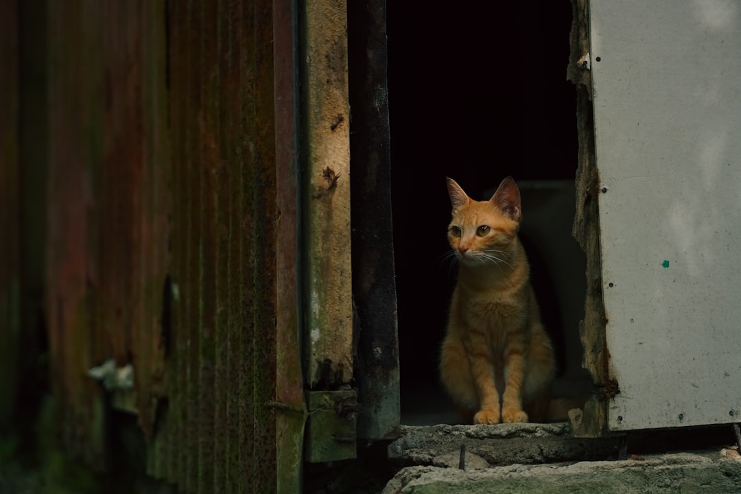 Vísindaleg greining á hegðun í köttur og mús leikur