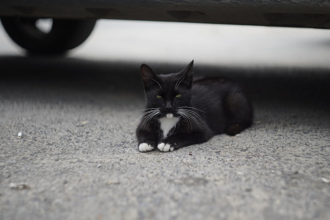 Vísindaleg nálgun á hjátrú svartur köttur