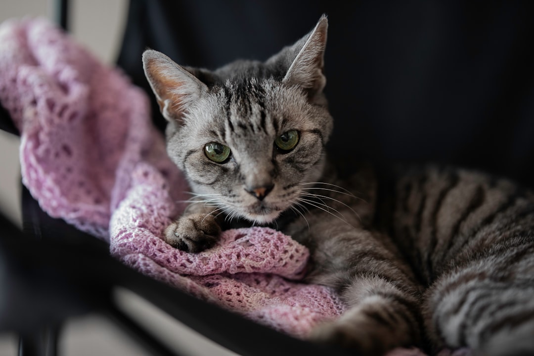Kedi Tırmalama Tahtası ile Davranışsal Sorunları Azaltın