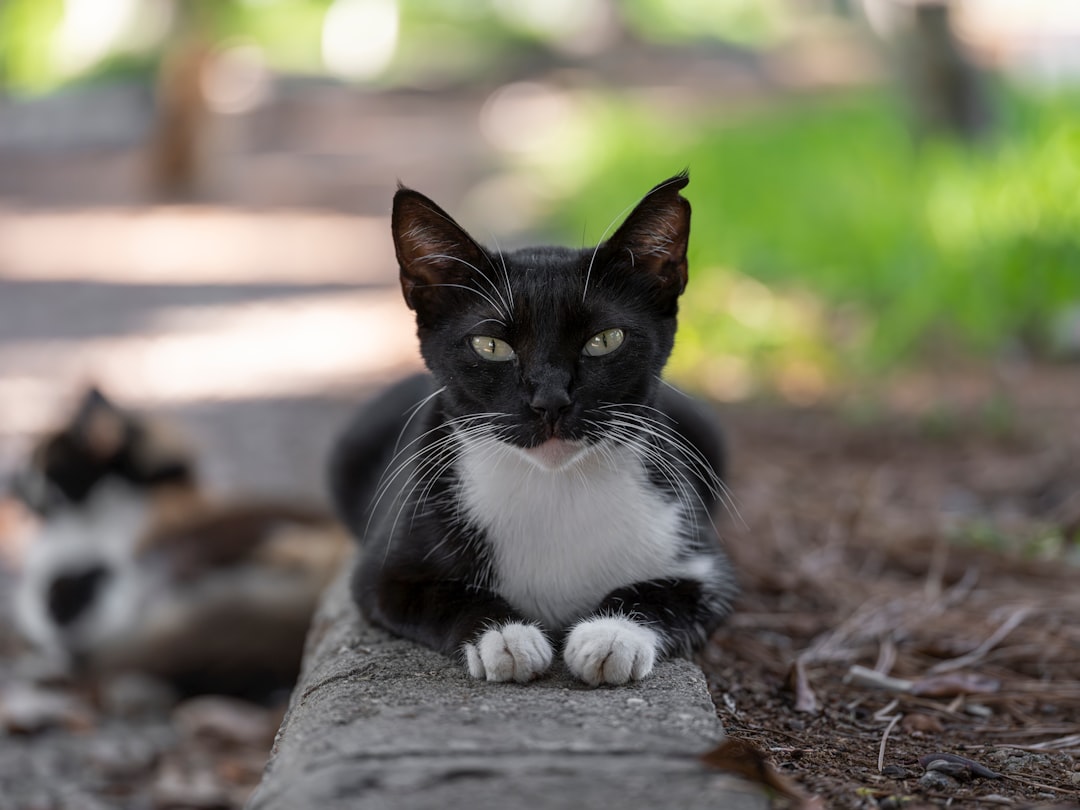 Wie lange Katze rollig bleibt Ursachen und Dauer erklärt