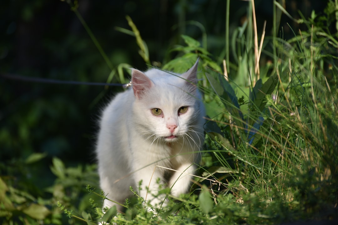 De blaffende kat verklaard door gedragsonderzoek bij katten