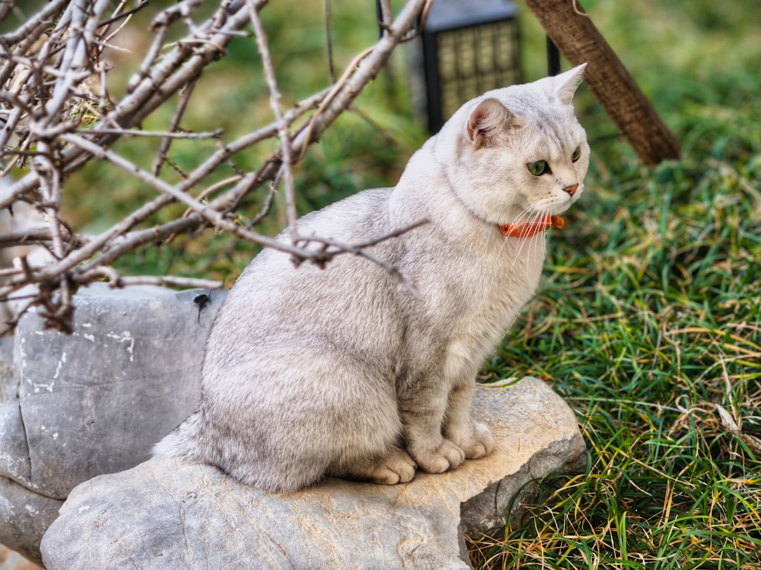 Wie oft entwurmen Katze Wissenschaftliche Empfehlungen erkennen