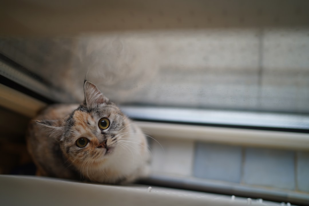 Cuanto duerme un gato y por qué necesita tanto descanso