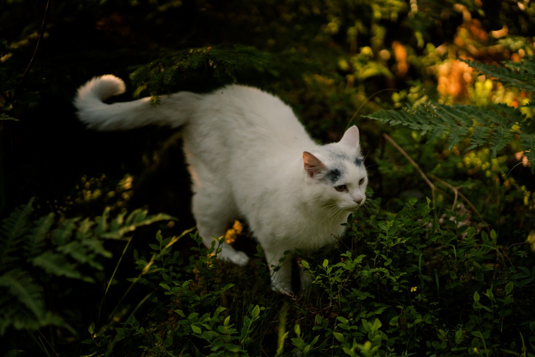 Çizmeli Kedi Son Dilek Filminin Bilimsel Analizi