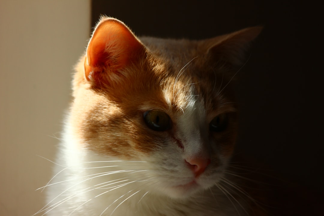 Katter: Vetenskapligt Perspektiv på Dräktighetstid