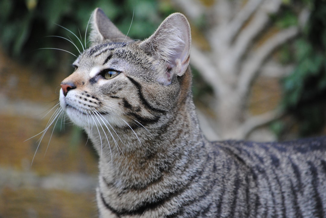 Bilinçli Tatlı Seçimi Kedi Dili Pasta Tarifiyle Mümkün