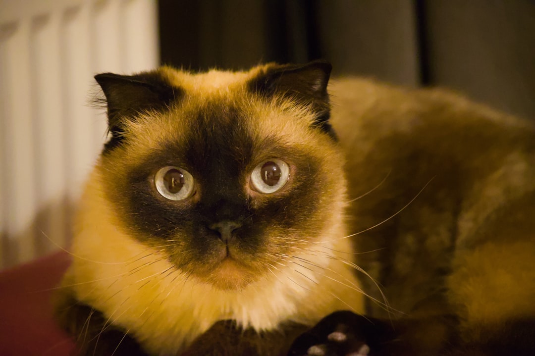 Peedu kass kui uus objekt etoloogilistes uuringutes