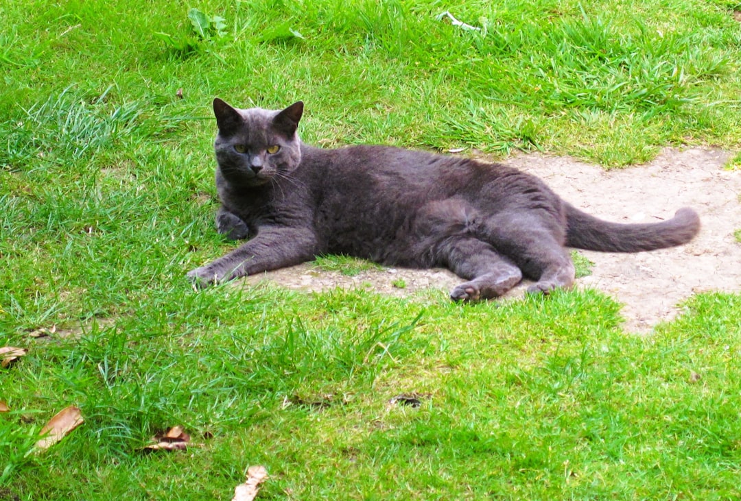 Is Peppermint Oil Safe for Cats Discover the Science