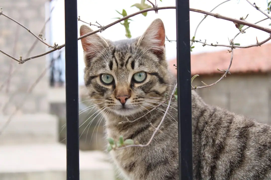Chat tigré derrière des barreaux, une adaptation fascinante dans le processus évolutif.