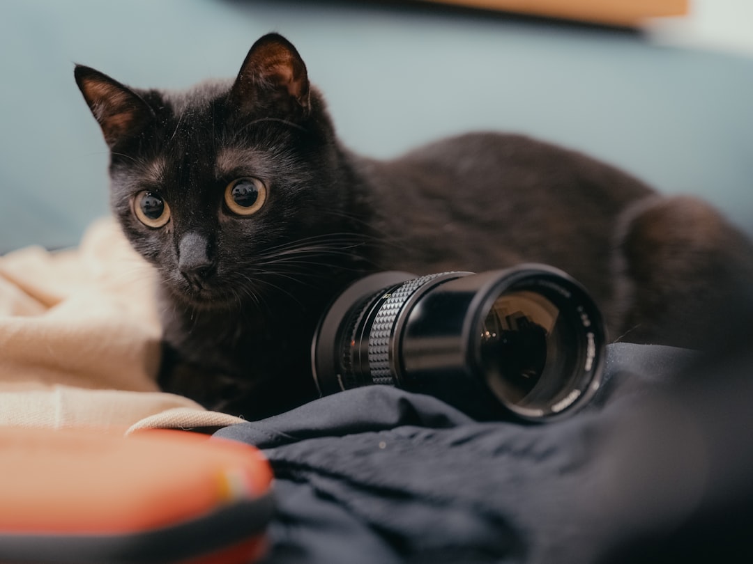 Cuantos años viven los gatos según la ciencia actual