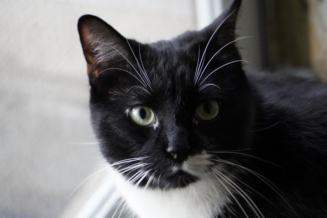 Kötü Kedi Şerafettin Karakterinin Bilimsel Analizi