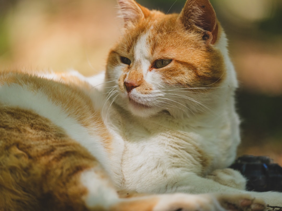 Qué significa soñar con gatos según la ciencia del sueño