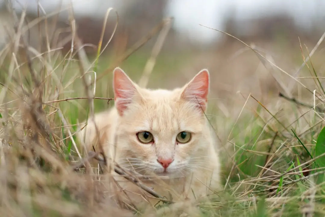 Chat roux concentré dans l’herbe haute, illustration pour apprendre à dessiner un gato.