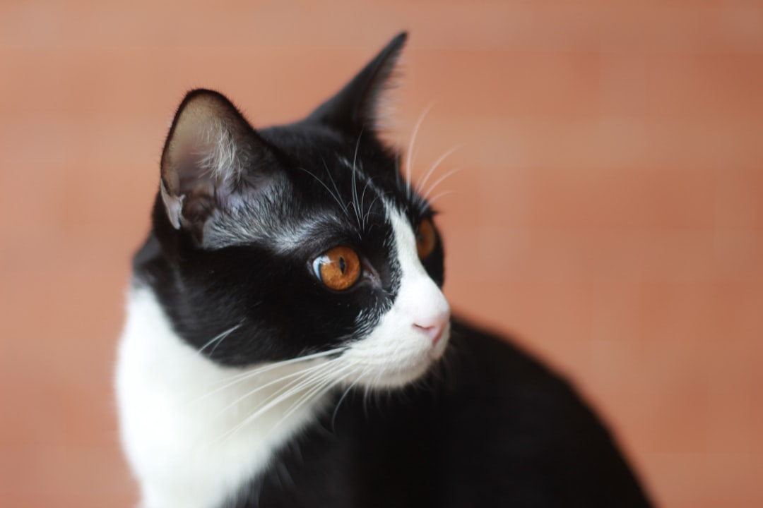 Evcil Dostlara Özel Bilimsel Kedi Dili Tarifi Rehberi