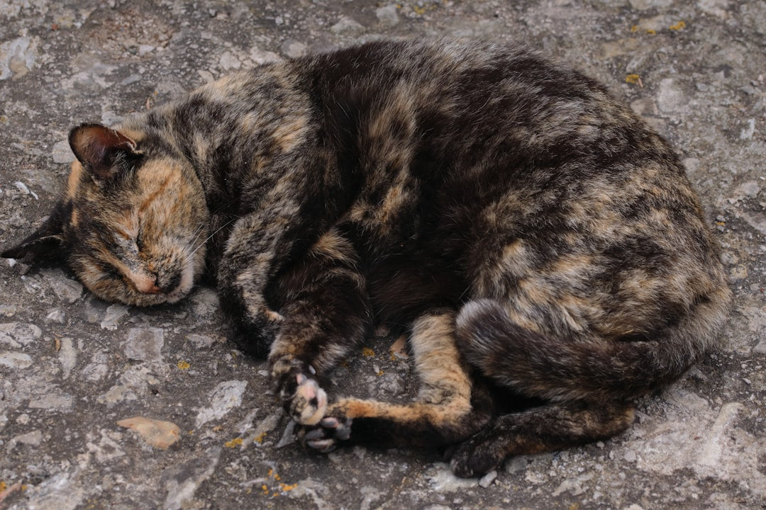 Ako zistiť či je to mačka alebo kocúr podľa vedy