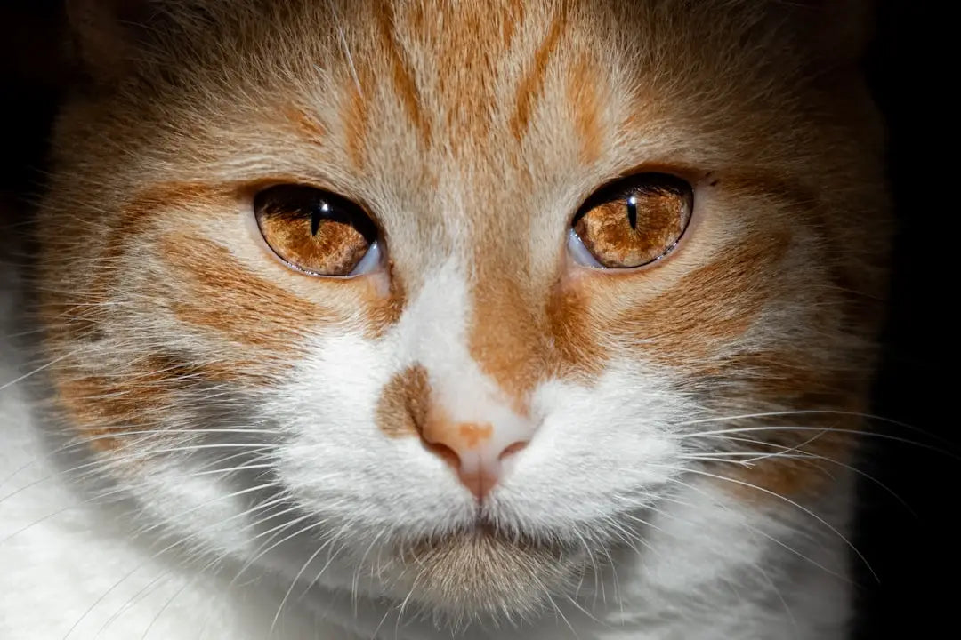 Visage d’un chat orange et blanc, connu som mopsen, expliquant hvor længe drægtighed varer.