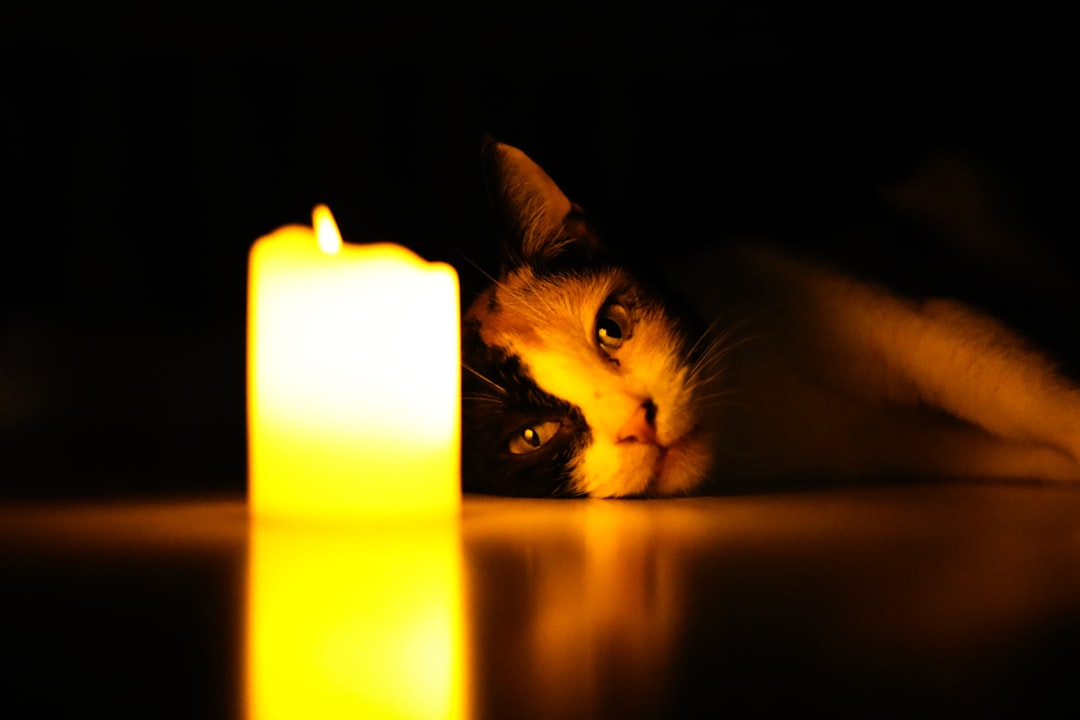 Bougie illuminant un chat dans un article sur la durée de vie des chats.