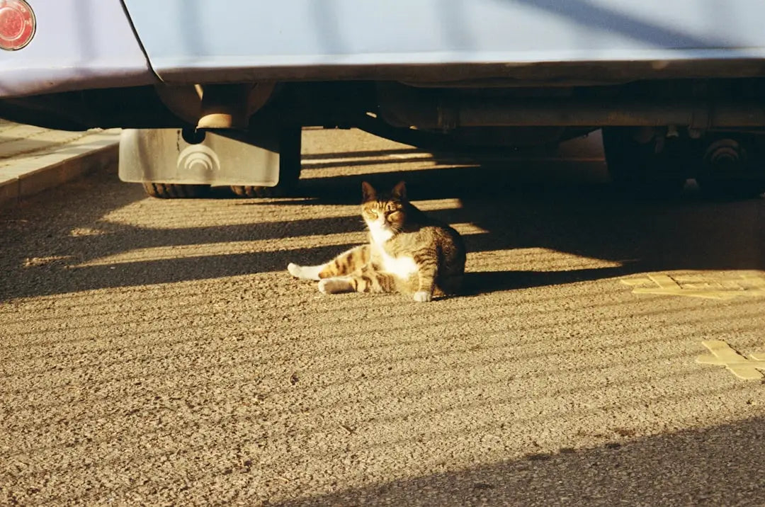 Chat détendu regardant le monde à travers ses mačacie oči, révélant leur schopnosť.