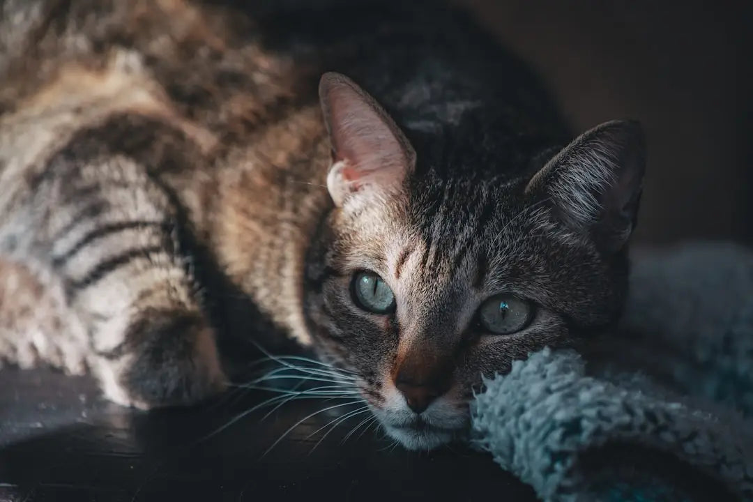 Chat tigré reposant, explorant pourquoi les chats font cette behavior de pétrir.