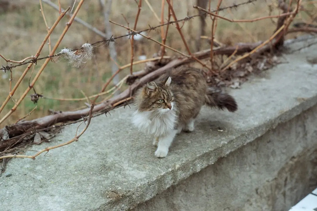 Un chat marron et blanc duveteux illustrant que les mâles ont des mamelons.