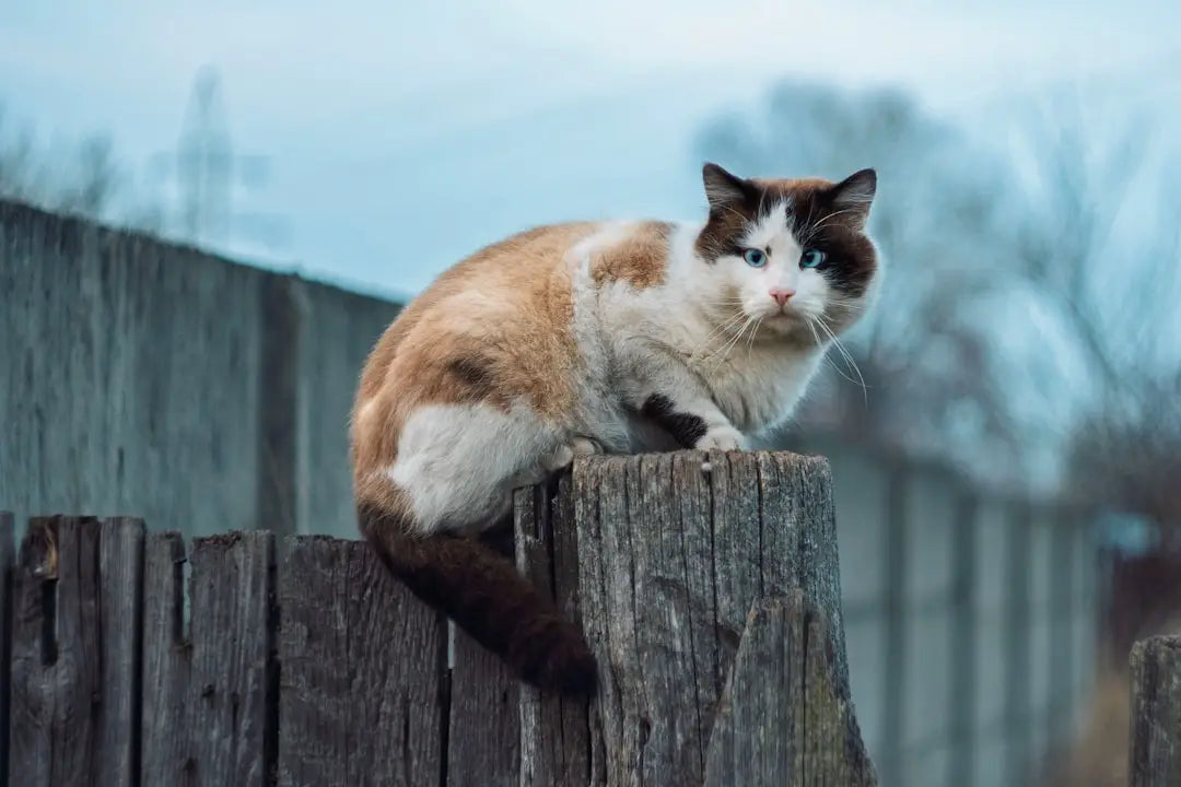 Ragdoll cat perched on a fence post þar sem hann getur skoðað vísindalega áhrif.