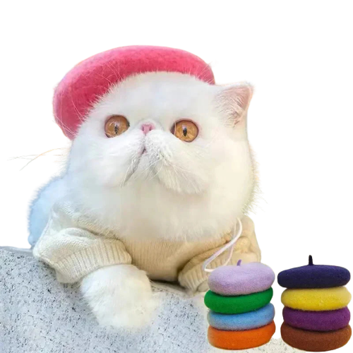 Chat blanc avec chapeau et pull rose - Élégant Chapeau béret pour chat Transparent Background