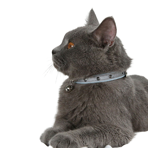 Collier en faux cuir pour chat Transparent Background