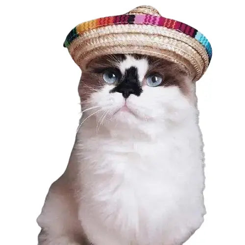Chapeau pour Chat Randonneur Mexicain Transparent Background