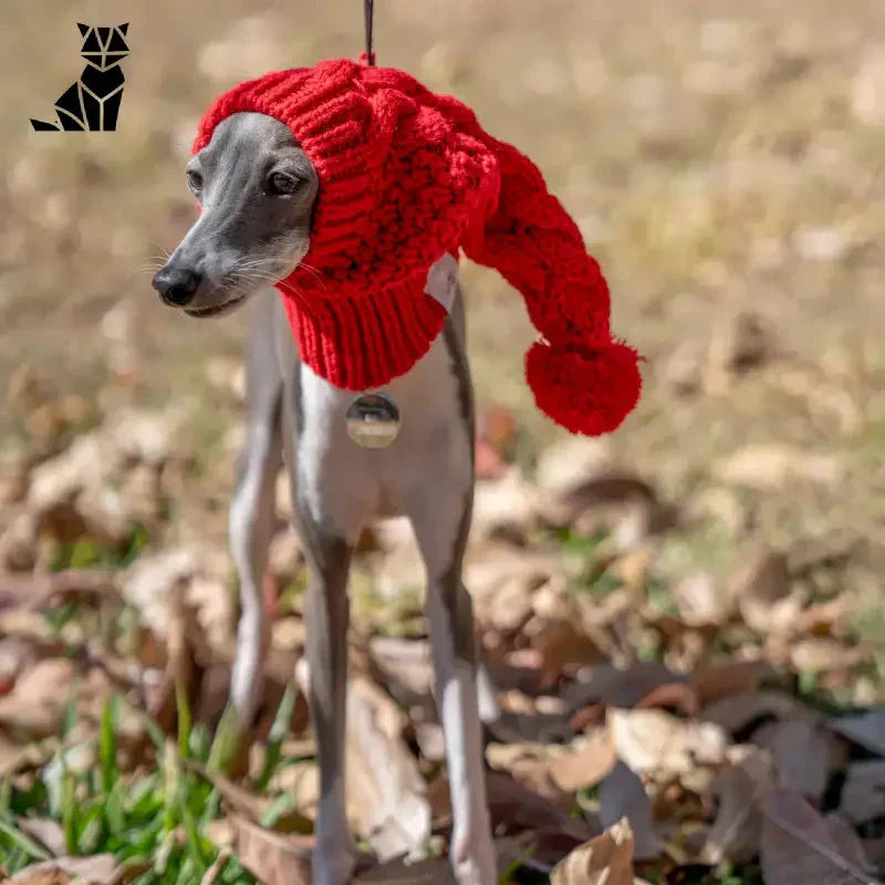 Petit chien avec bonnet en laine thermique rouge, Chapeau pour chien en laine pour la protection et le confort