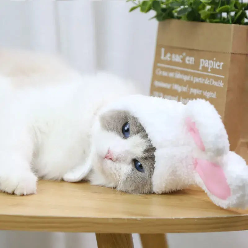 Chat blanc coiffé d’un bonnet de lapin doux et mignon, reposant sur une table en bois montrant de la douceur