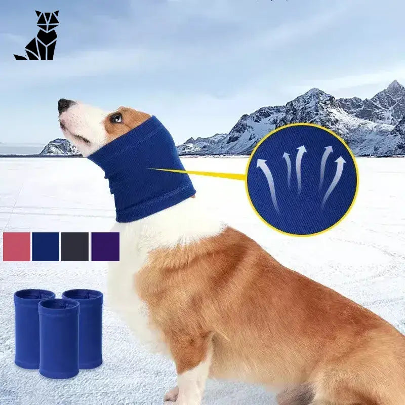 Épagneul Cocker portant un collier Banda bleu avec des protège-oreilles pour la protection dans les environnements bruyants