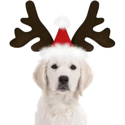 Chapeau pour Chien Renne de Noël Transparent Background