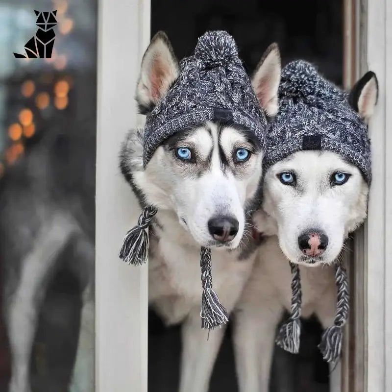 Bonnet pour Chien Style Péruvien au Tricot