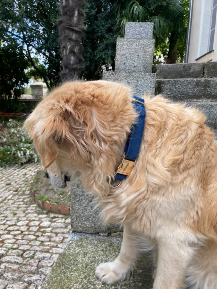 Collier Chien Personnalisé Velours Bleu Marine