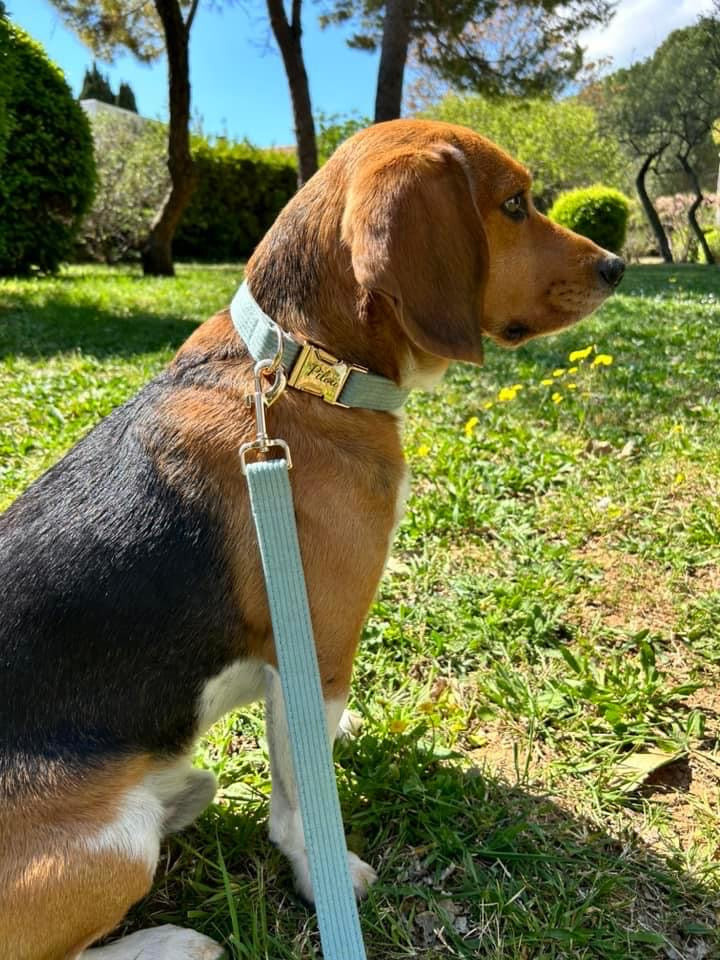 Collier Chien Personnalisé Velours Côtelé Bleu Ciel