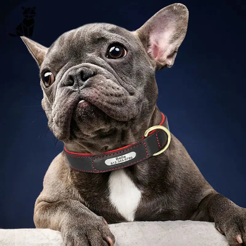 Un chien avec un collier en cuir sur mesure assis sur un rocher