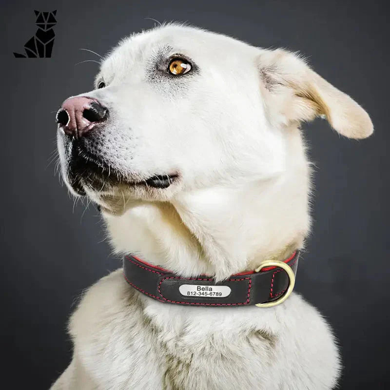 Chien blanc avec collier noir et jaune en cuir personnalisable