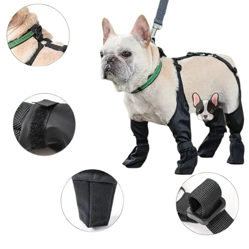 Chien portant harnais, laisse et meilleures bottes pour promeneur actif Transparent Background