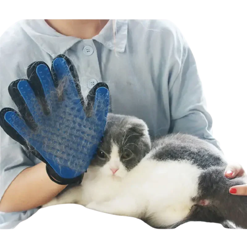 Personne utilisant le Glovicat Cat Glove pour enlever les poils morts d’un chat heureux dans une clinique Transparent Background