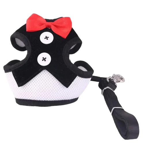 Harnais pour Bichon Maltais Transparent Background