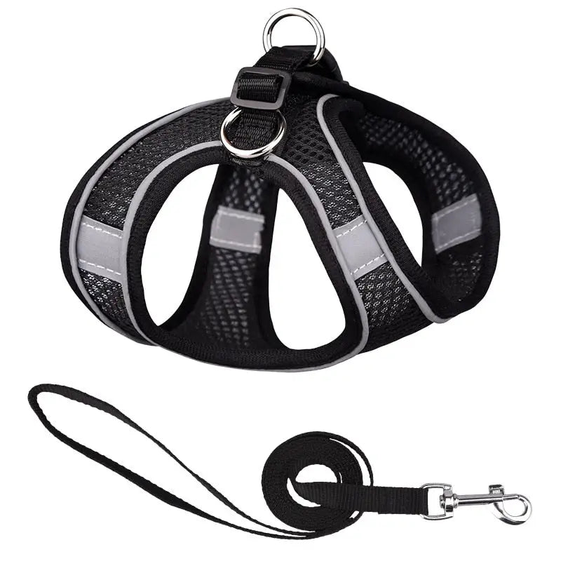 Harnais pour Carlin