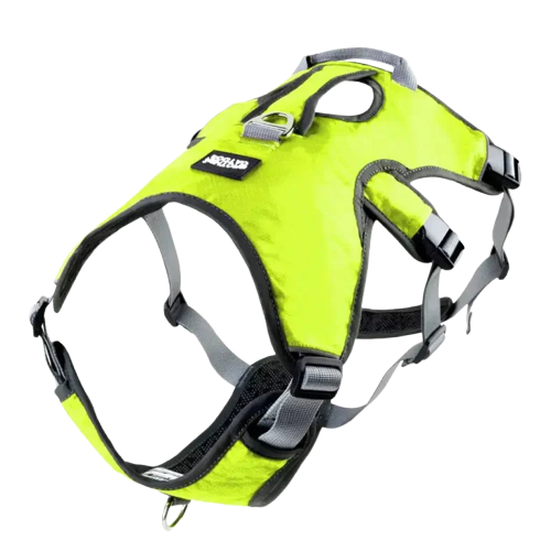 Harnais pour Whippet Transparent Background