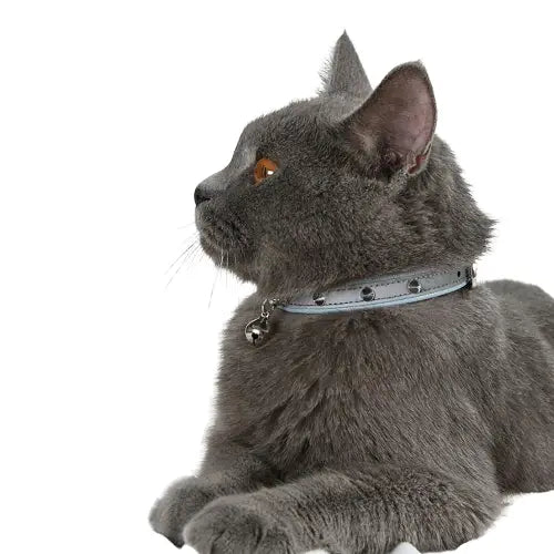 Collier en faux cuir pour chat Transparent Background