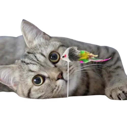 Petit chat couché sur le sol avec un jouet cloche - Jouet isolant interactif pour chat | Little bell Transparent Background