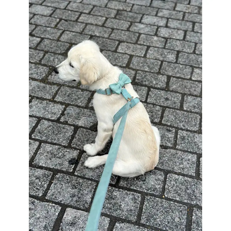 Kit Complet Chien Personnalisé Velours Côtelé Bleu Ciel