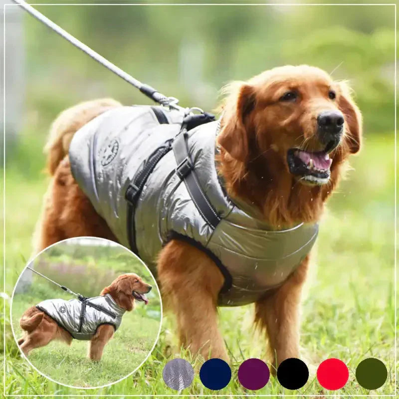 Chien en manteau confort - Integrated Harnais for Promenades