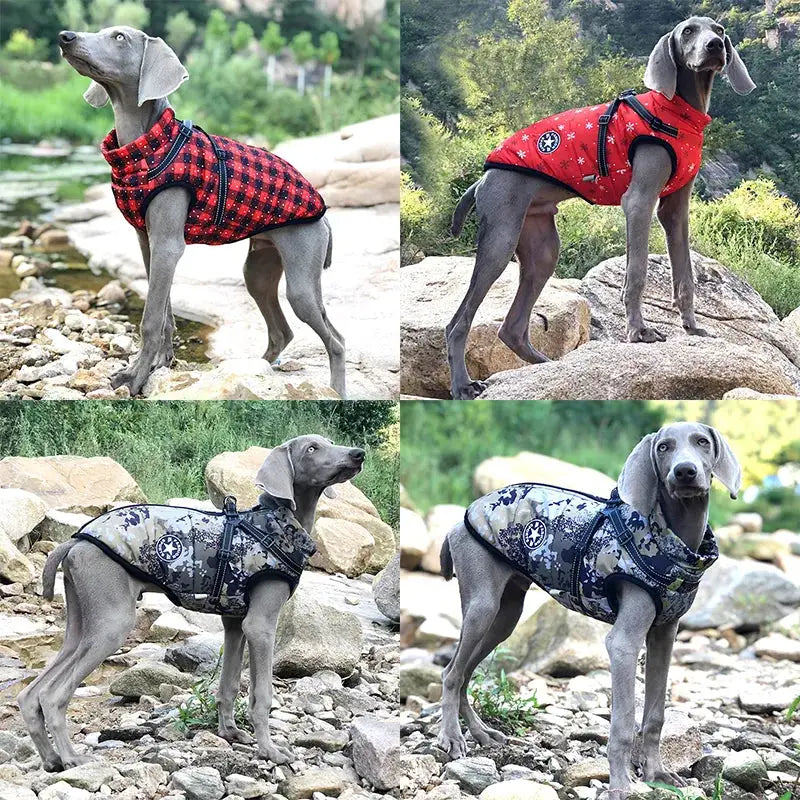 Chien portant un manteau Comfort Coat for Dogs à carreaux rouges et noirs avec harnais intégré pour les promenades