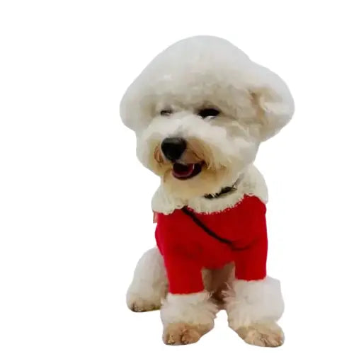 Petit chien blanc vêtu d’un simple pull de Noël rouge à motifs festifs. Matière chaude Transparent Background