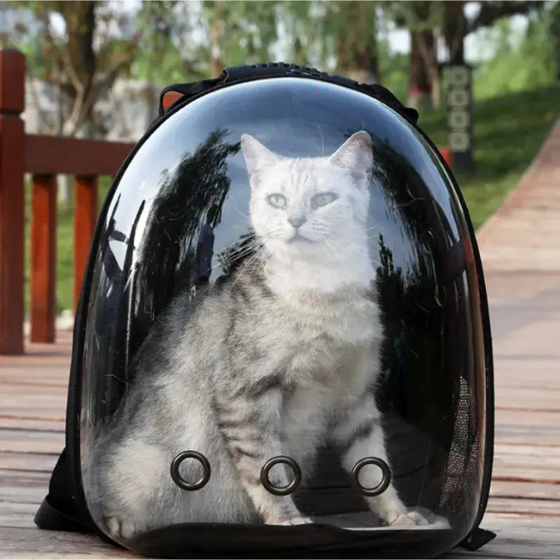 Chat assis dans un casque sur une table en bois dans un sac à dos transparent pour animaux de compagnie